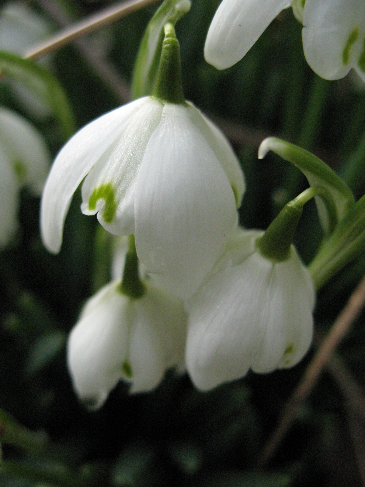 February fair-maids