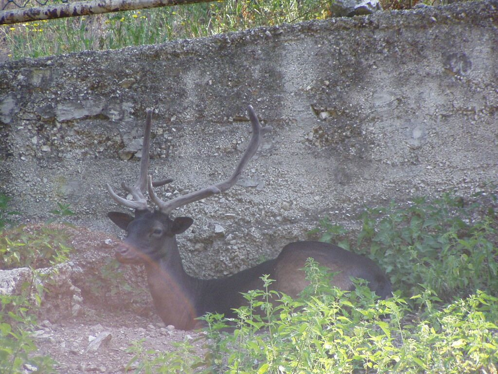 1-veszprém-zoo (06)