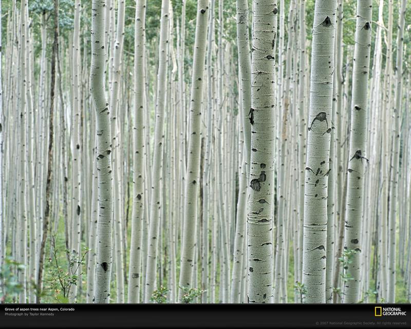 aspen-grove-colorado-740284-xl (Medium)