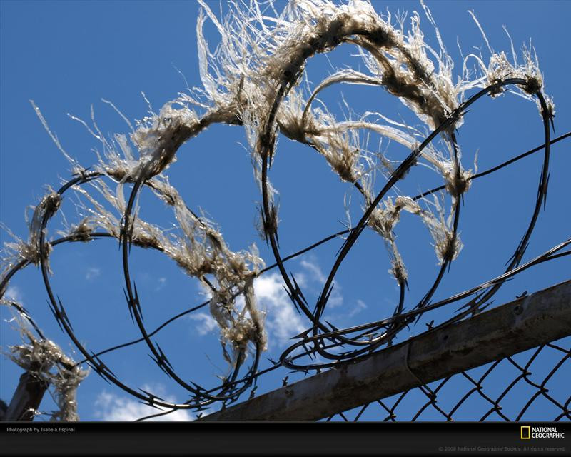 barbed-wire-blue-sky-pc08nyd1ies055-xl (Medium)