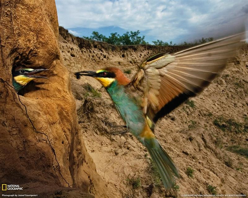 bee-eater-hungary-1188993-xl (Medium)