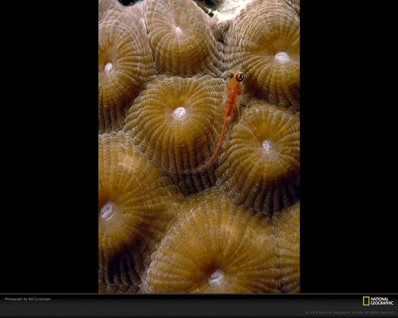 brown-zoanthid-curtsinger-722011-xl (Medium)