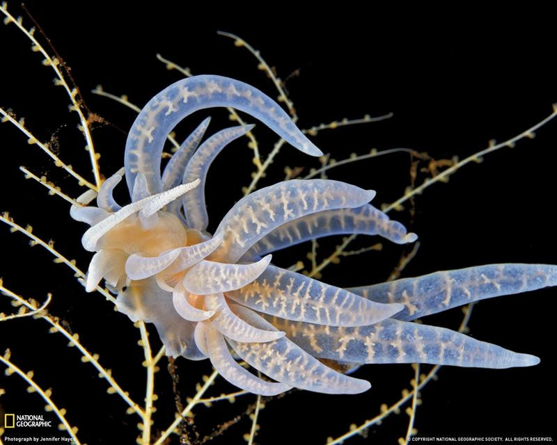 colorless-nudibranch-1162587-080809-xl (Medium)