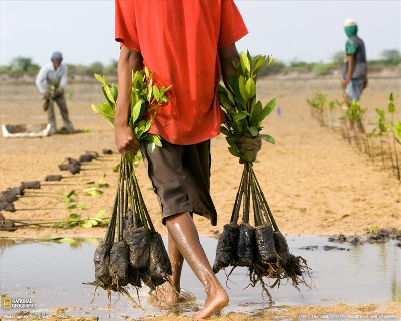 mangroves-bali-1047803-xl (Medium)