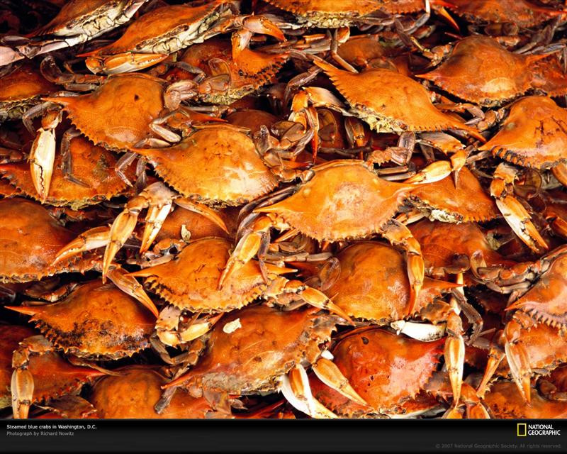 steamed-blue-crabs-714056-xl (Medium)