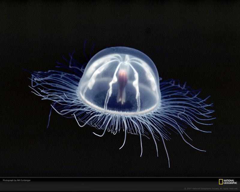 transparent-jellyfish-689547-xl (Medium)