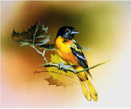 baltimore-oriole