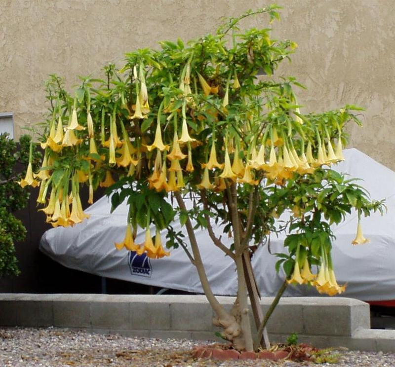 brugmansia (Medium)