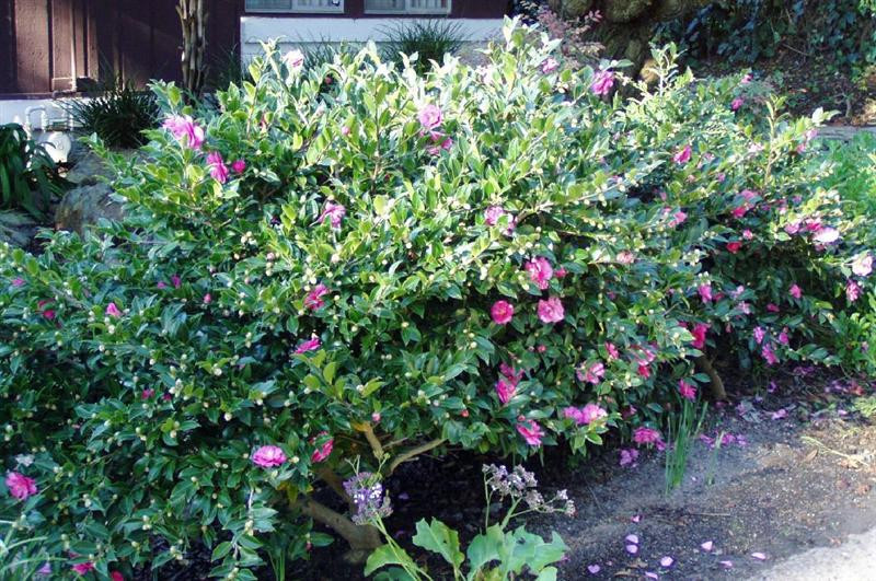 camellia (Medium)