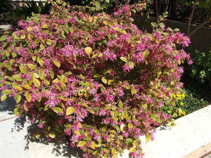 loropetalum (Medium)