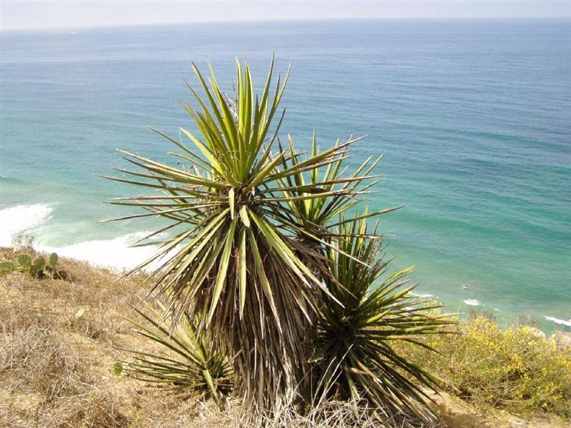 mojave yucca (Medium)