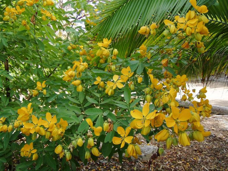 senna splendida (Medium)