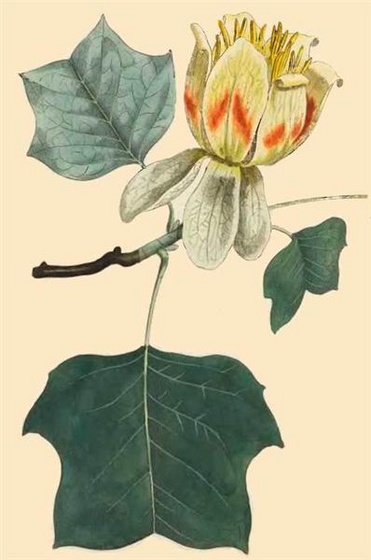 275-Liriodendron-Tulipifera-Common-Tulip-Tree (Medium)