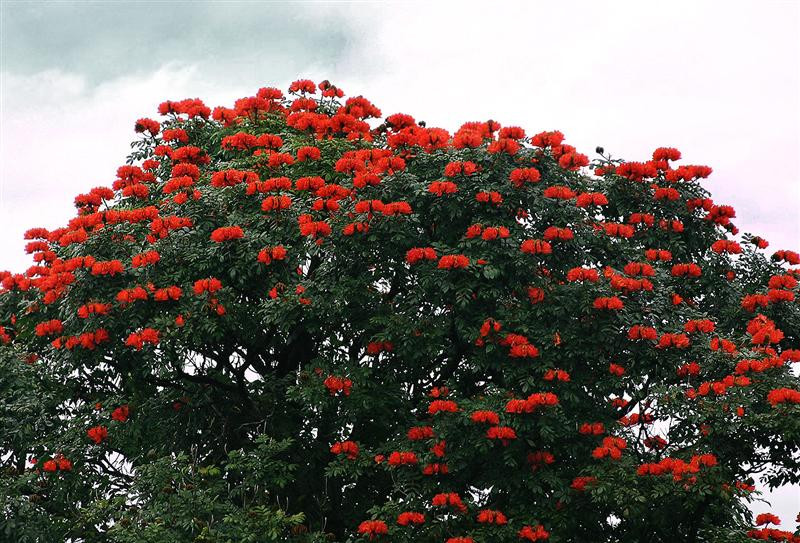 tulip-tree-11 (Medium)