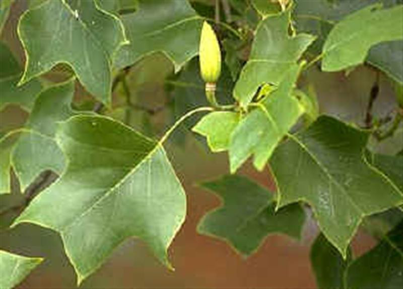 TulipTree leaf (Medium)