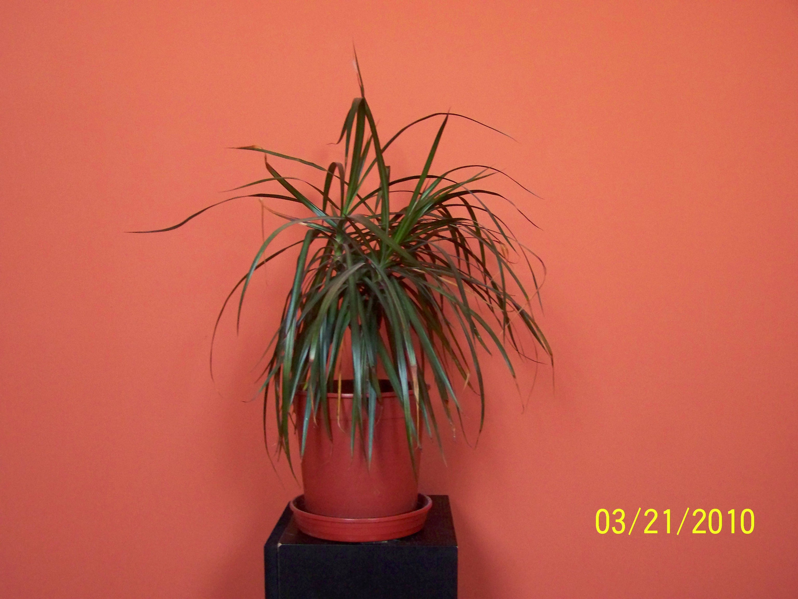 Pirosszélű dracéna - Dracaena marginata