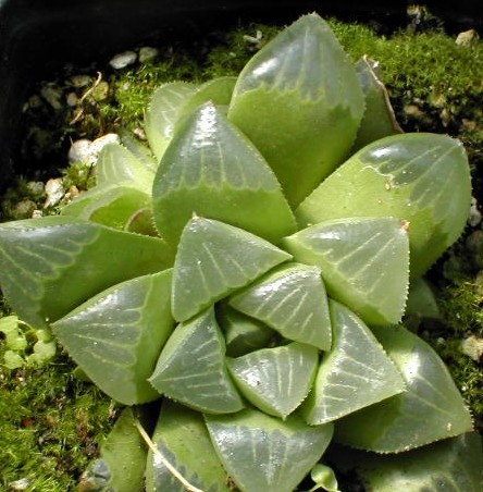 haworthia