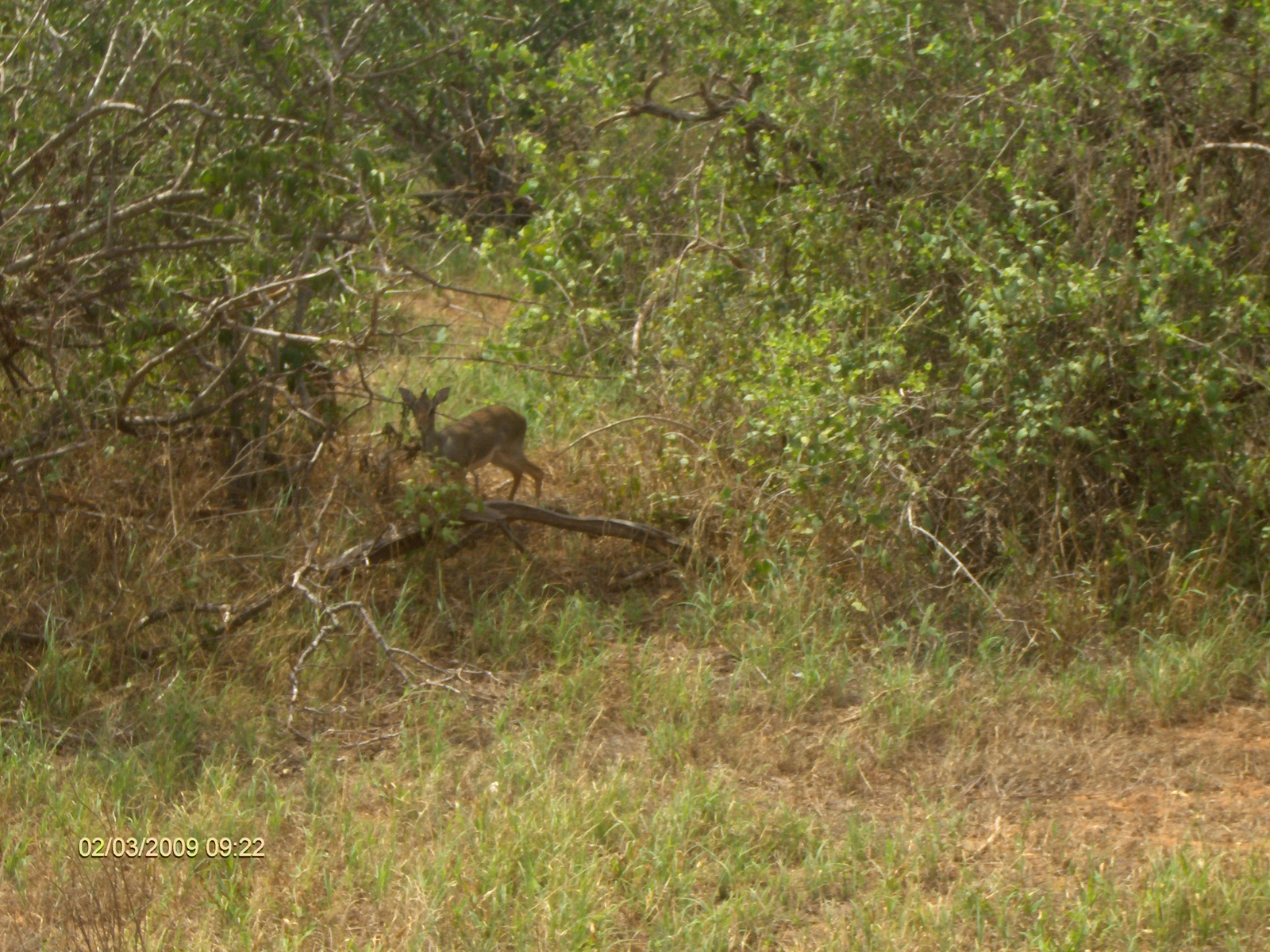 Kenya Tsavo Easet kelet nemzeti park (107)