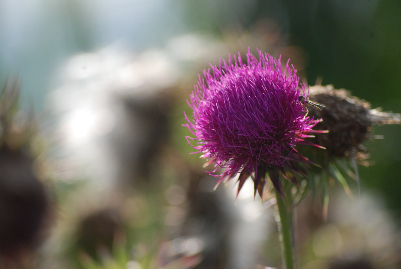 lila virág ( violetiana floweros)