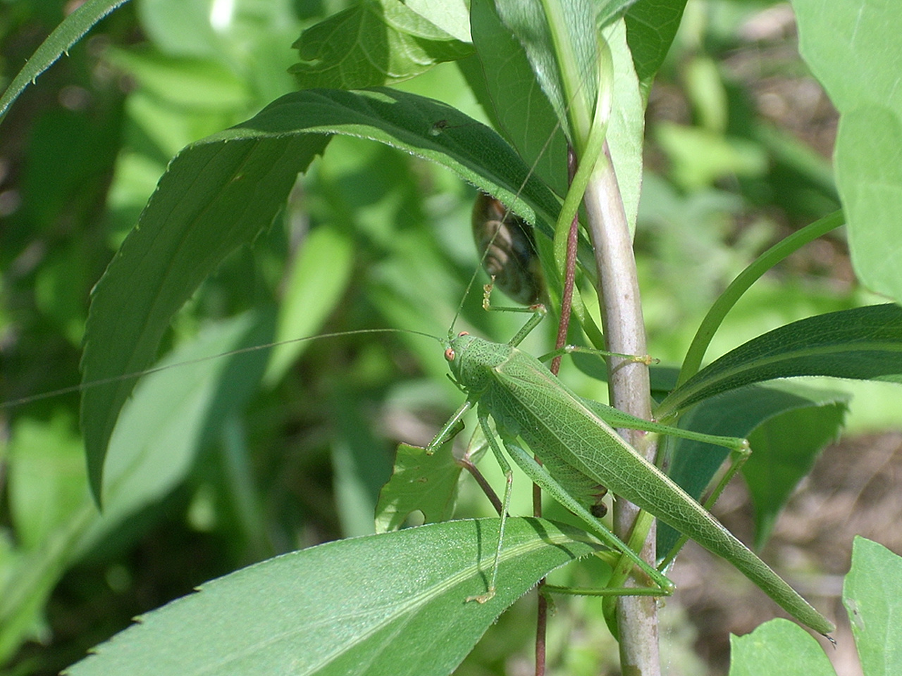 Szöcske (Tettigonia viridissima) 01