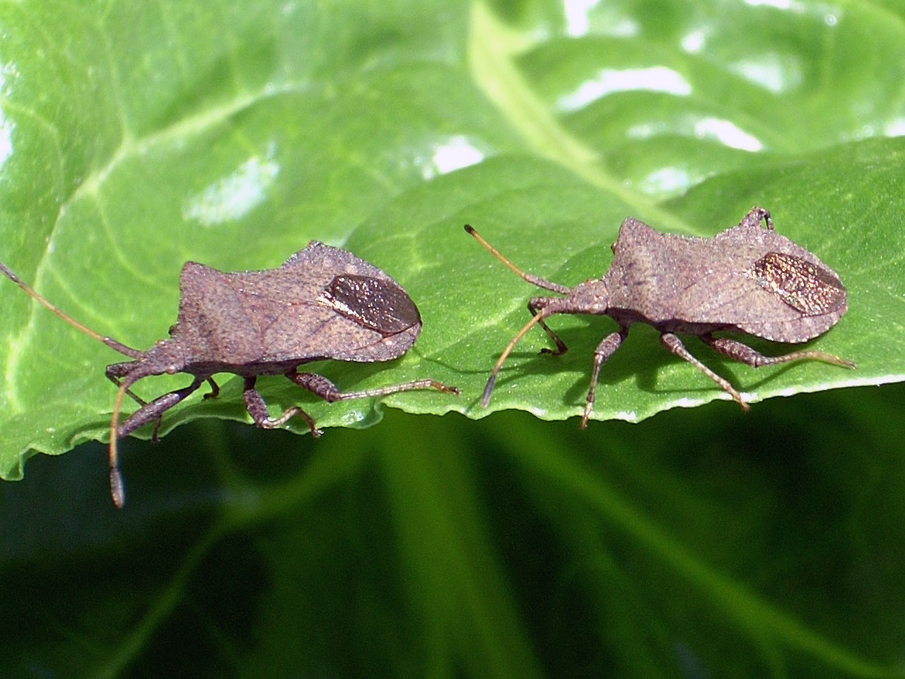 Parkoló (Podisus nigrispinus)