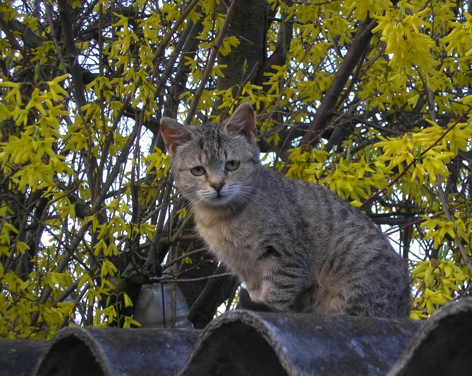 Szomszéd cicus II.