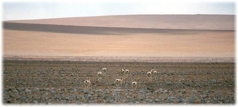 antelope (Medium)