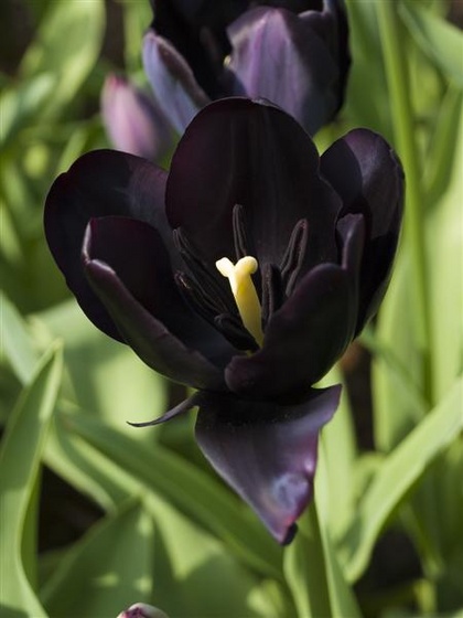 0128keukenhof05-04-09 (Medium)