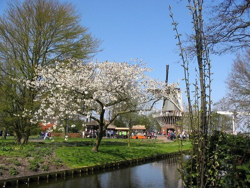 Keukenhof-19 (Medium)