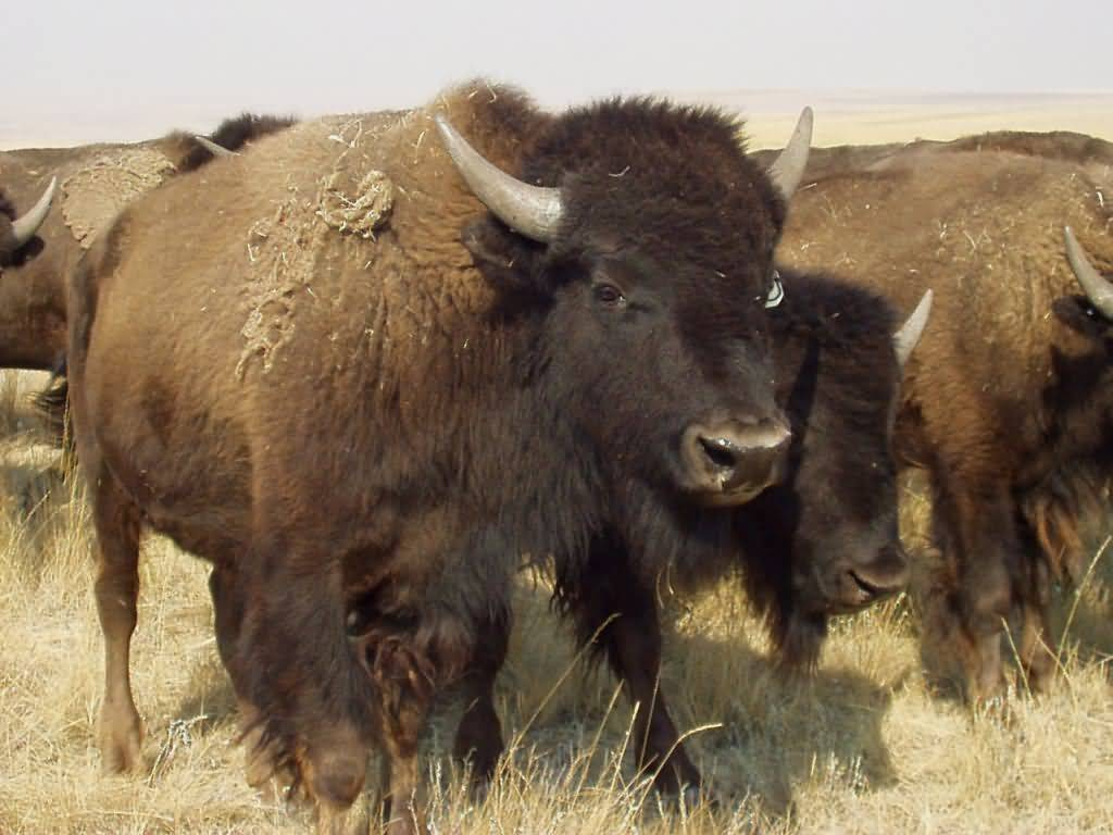 Buffalo-Herd-1-1024x768