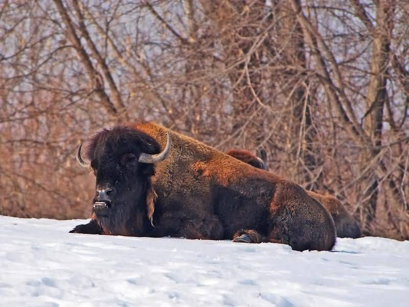 Buffalo-Resting-In-Snow-800x600