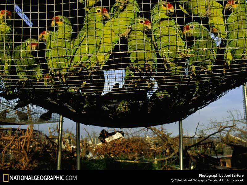 amazon-parrots-491586-sw (Medium)