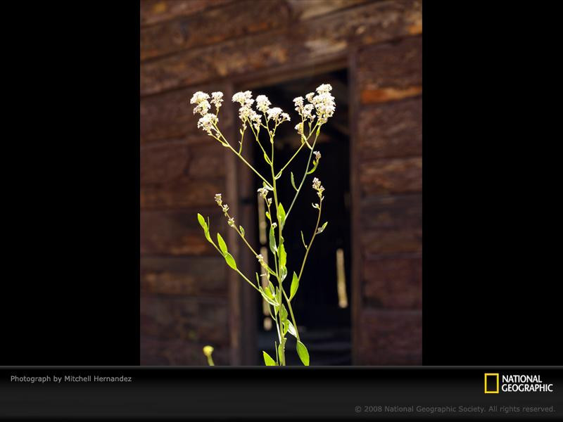 barn-wildflowers-pc08cad1mhe028-sw (Medium)