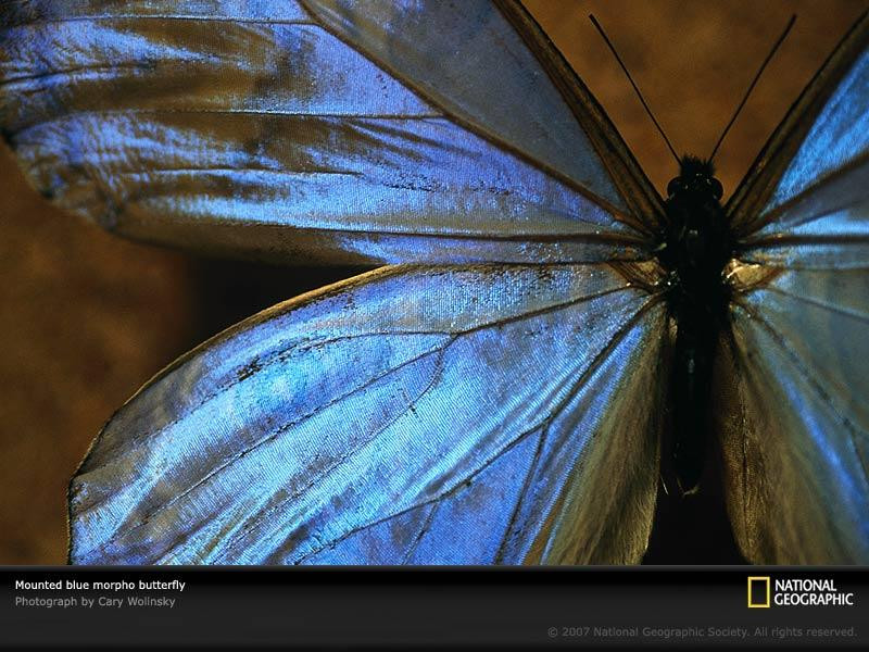 blue-morpho-butterfly-518617-sw (Medium)