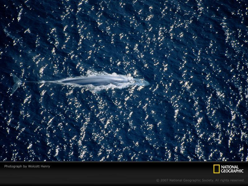 blue-whale-aerial-656153-sw (Medium)