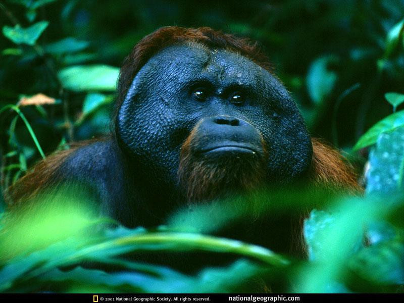 borneo-male-orangutan-63638-sw (Medium)