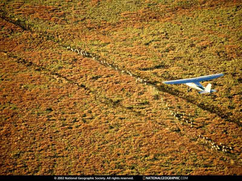 cessna-herder-520296-sw (Medium)