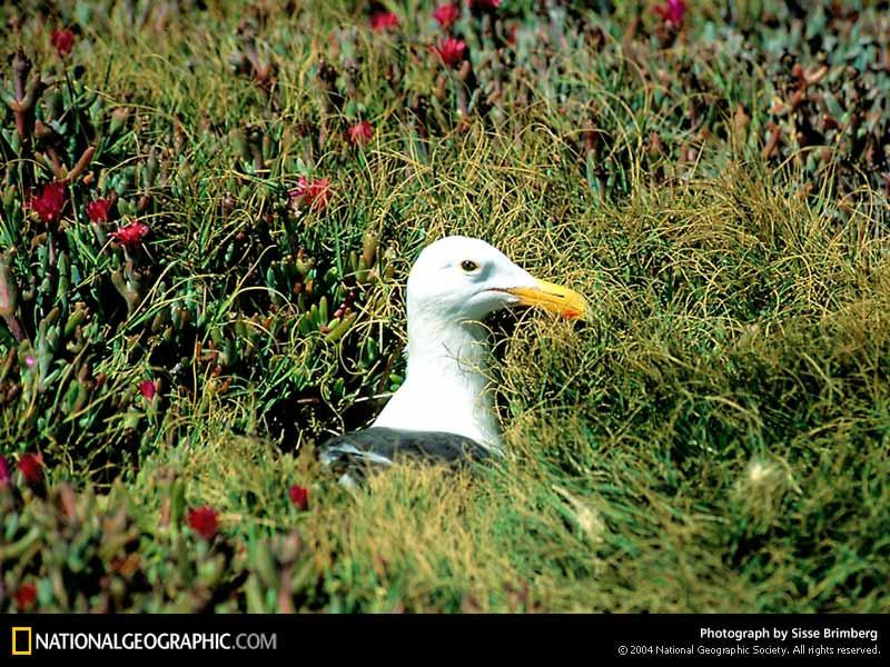 channel-islands-gull-509183-sw (Medium)