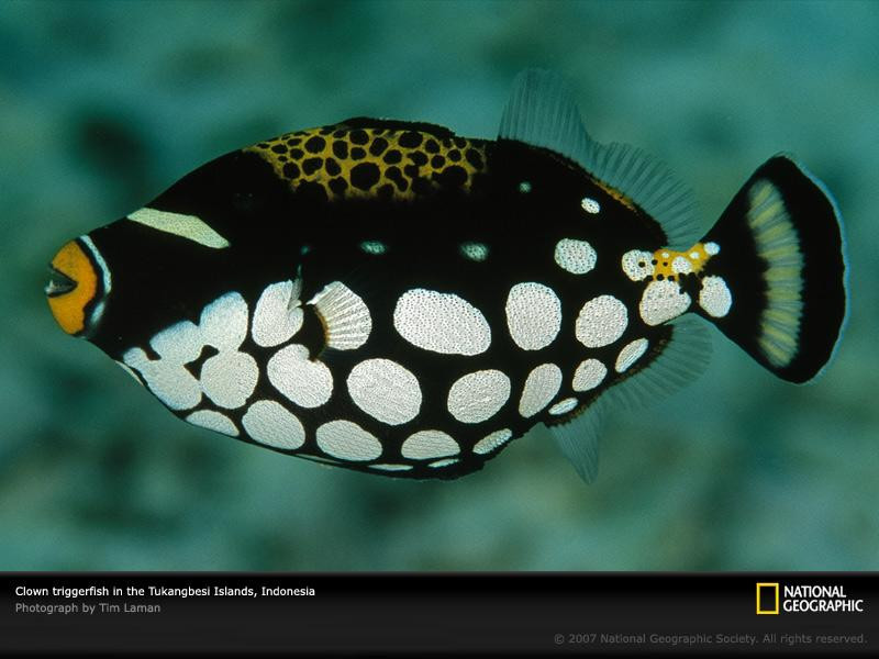 clown-triggerfish-indonesia-977806-sw (Medium)