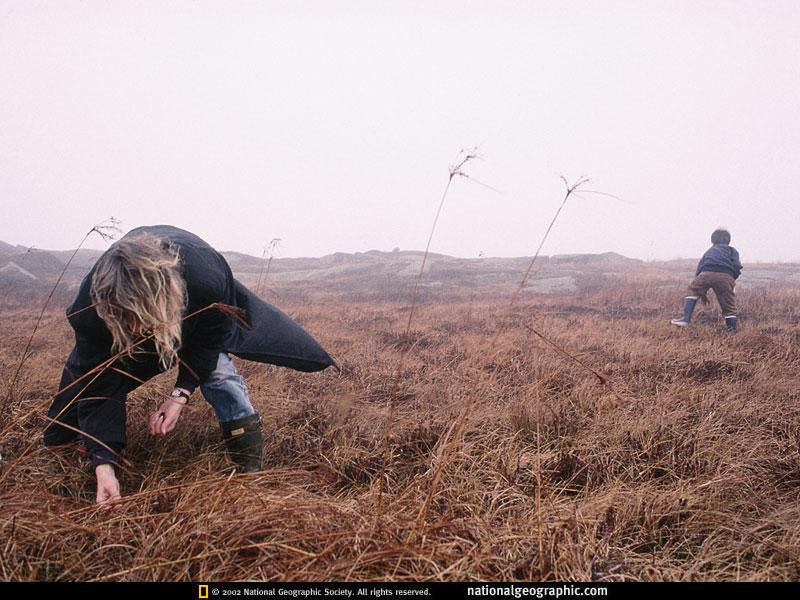 cranberry-picking-681752-sw (Medium)