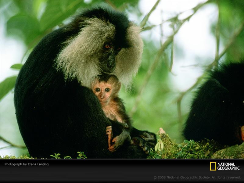 endangered-macaque-lanting-698988-sw (Medium)