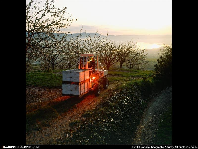 farm-forklift-483701-sw (Medium)