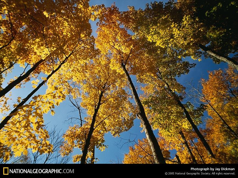 fox-river-foliage-514401-sw (Medium)