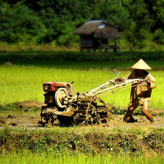 working-in-a-sea-of-green  -(4) (Medium)