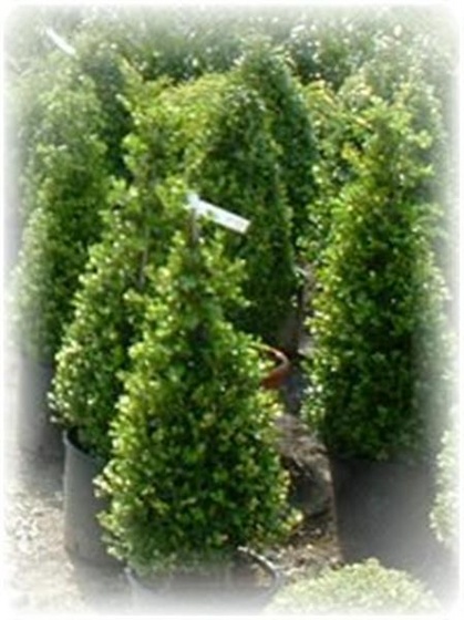 buxus (Medium)