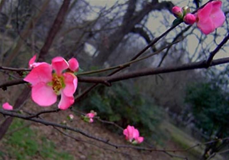 garden quince1 2005 (Medium)