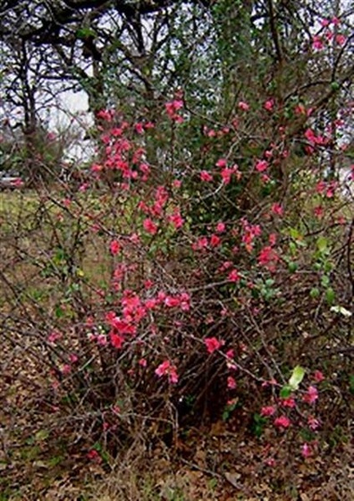 garden quince2 2005 (Medium)