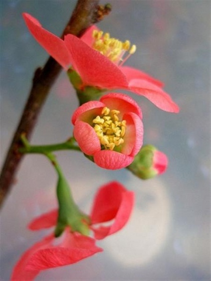 japanese Quince.283232223 std (Medium)