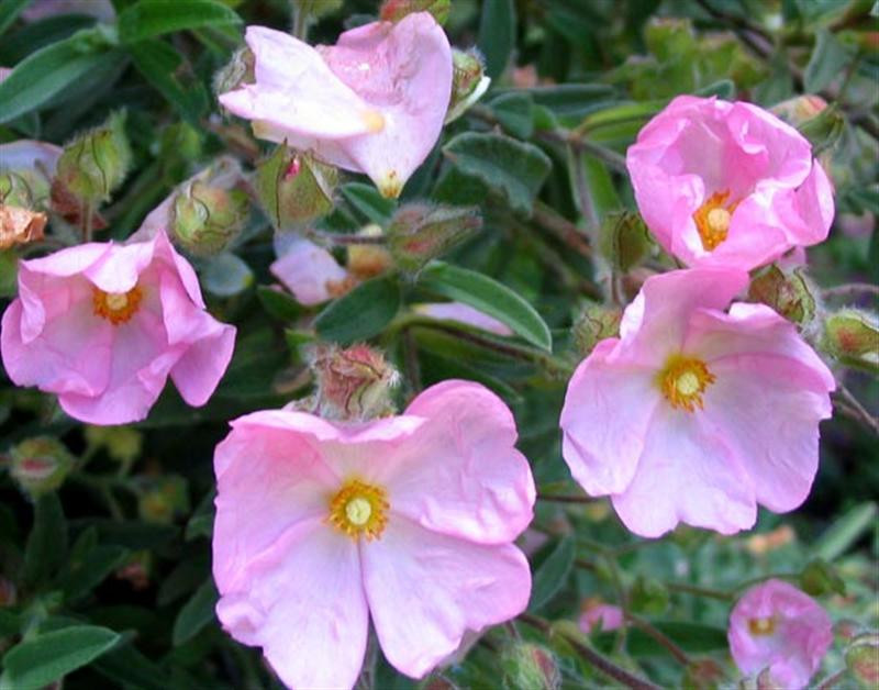 cistus-rock-rose (Medium)