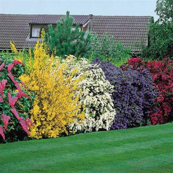 Flowering shrubs (Medium)